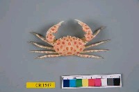 藏品(紅斑斗蟹)的圖片